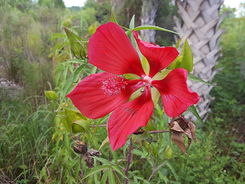 Scarlet Hibiscus Turns Wet Summer Spots Into A Showpiece Scarlet Hibiscus Turns Wet Summer Spots Into A Showpiece