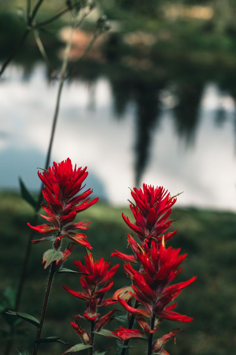 Scarlet Indian Paintbrush Scarlet Indian Paintbrush
