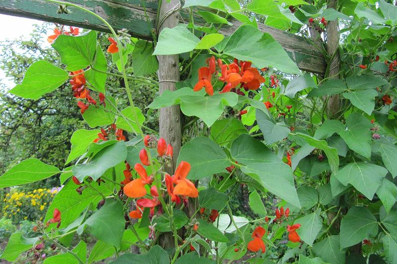 Scarlet Runner Bean Adds Flowers And Food