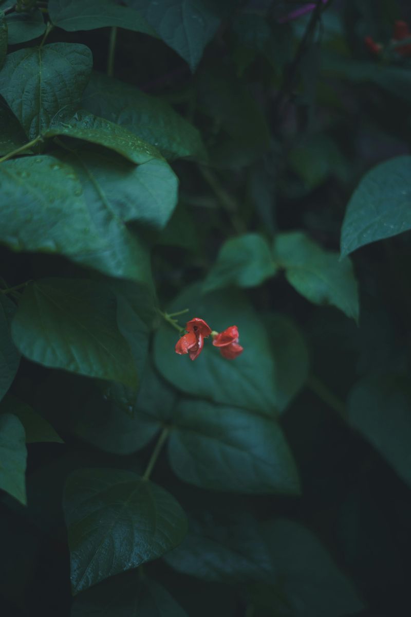 Scarlet Runner Bean Scarlet Runner Bean