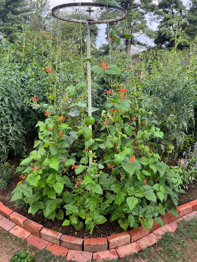 Scarlet Runner Beans Are The Showoffs Of The Vertical Garden