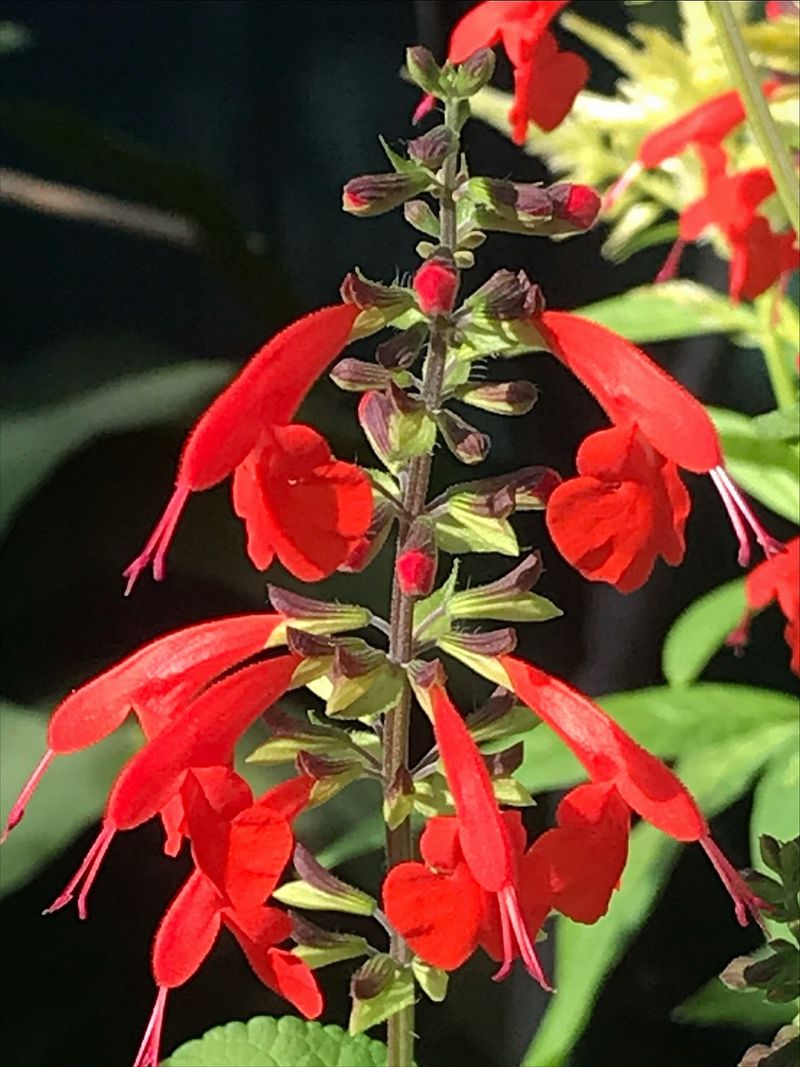Scarlet Sage