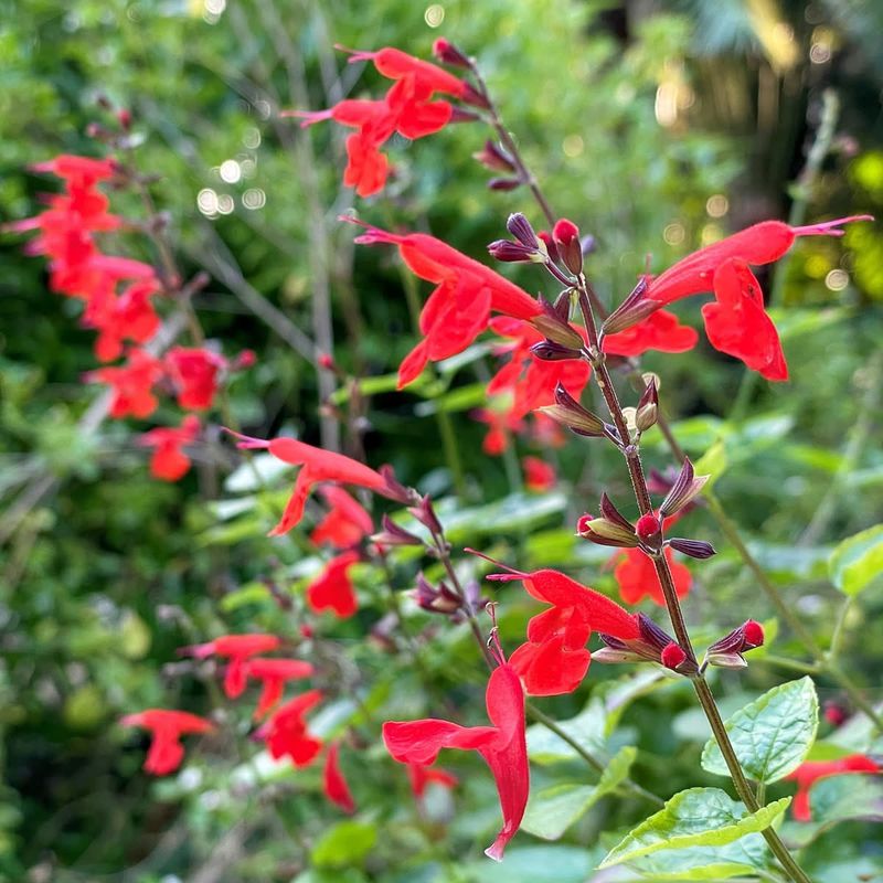 Scarlet Salvia Shines During Hot Summer Months Scarlet Salvia Shines During Hot Summer Months