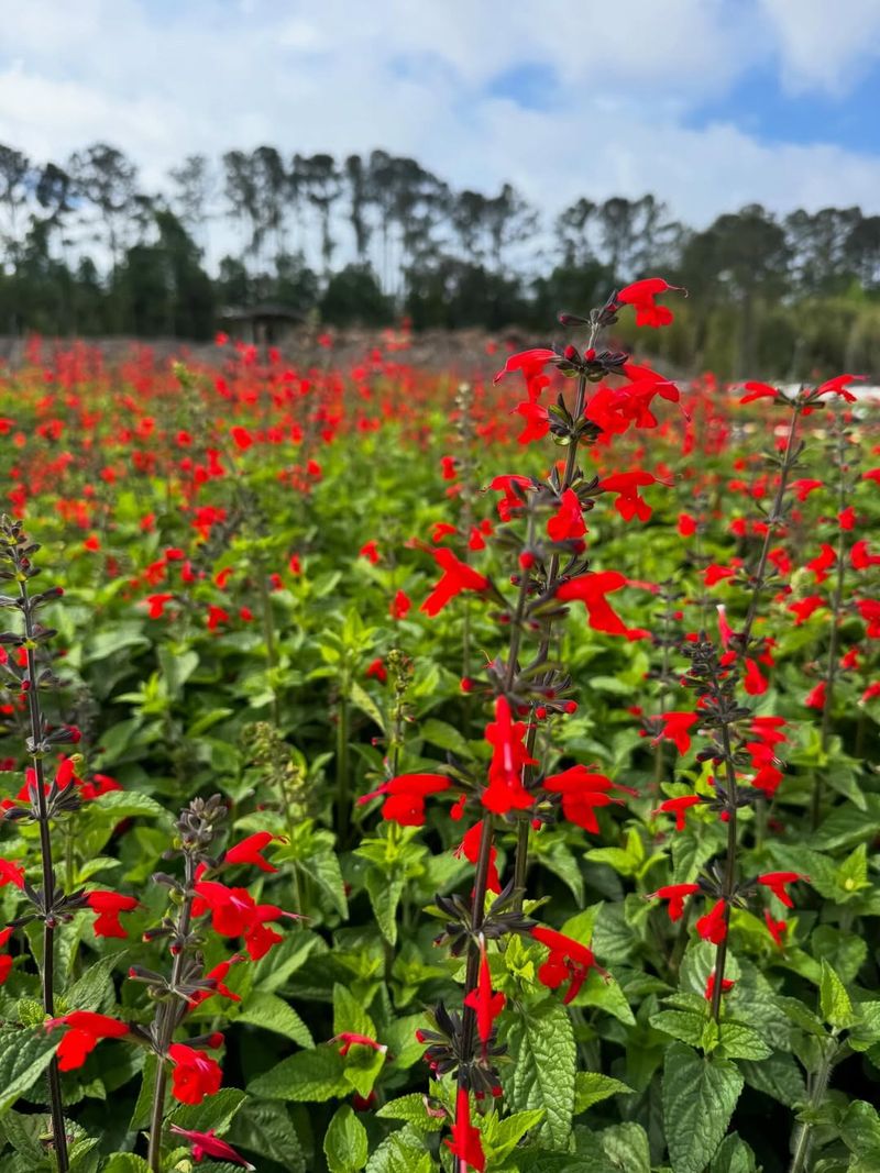 Scarlet Salvia
