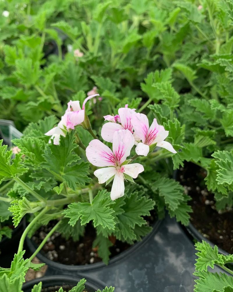 Scented Geranium 
