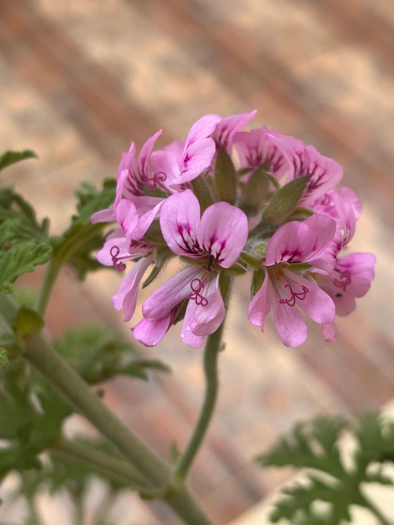 Scented Geranium Scented Geranium