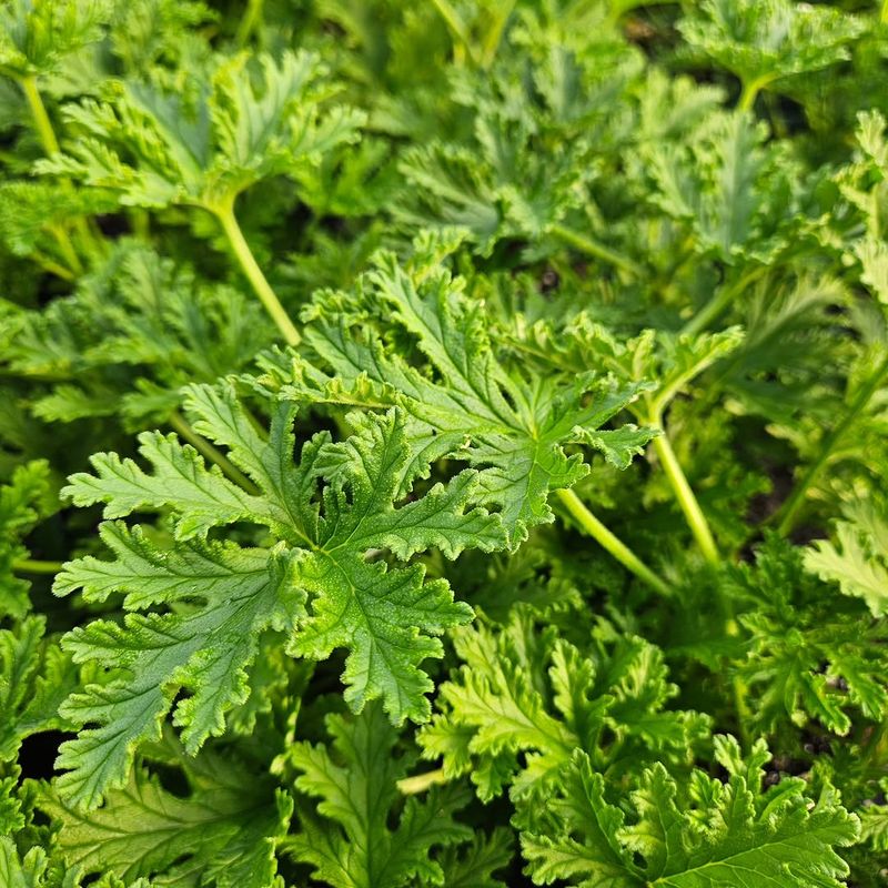 Scented Geraniums Add Another Layer Of Protection Scented Geraniums Add Another Layer Of Protection