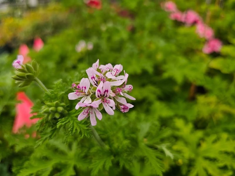 Scented Geraniums Scented Geraniums