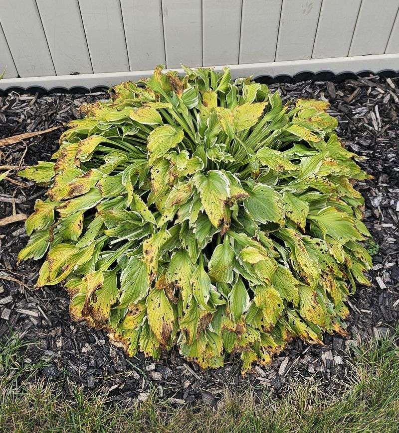 Scorched Leaves Will Not Turn Green Again