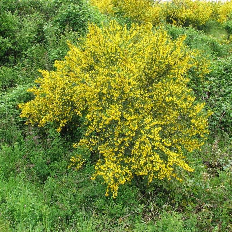 Scotch Broom