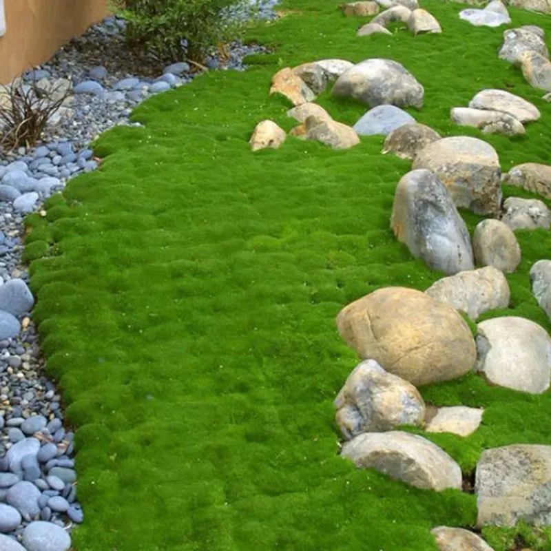 Scotch Moss Brightens Walkways With A Golden Carpet Scotch Moss Brightens Walkways With A Golden Carpet