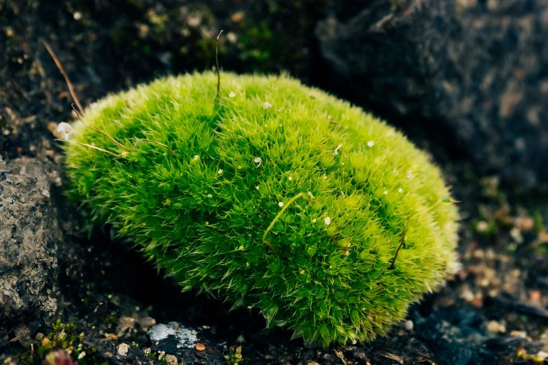 Scotch Moss