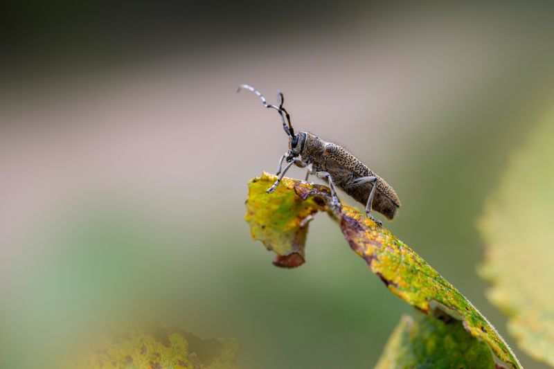 Scout Daily For Vine Borers And Cucumber Beetles