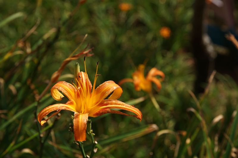 Scout For Daylily Rust And Leaf Streak