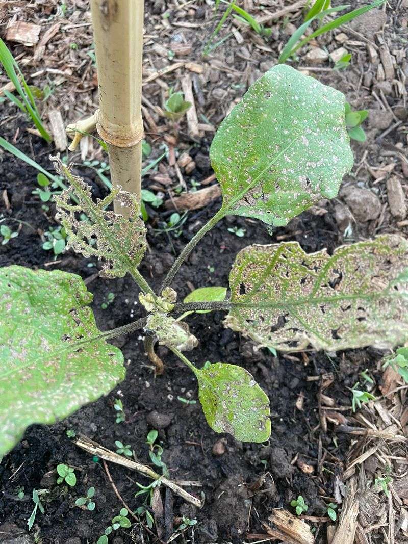 Scout For Flea Beetles And Leaf Feeding Marks Scout For Flea Beetles And Leaf Feeding Marks