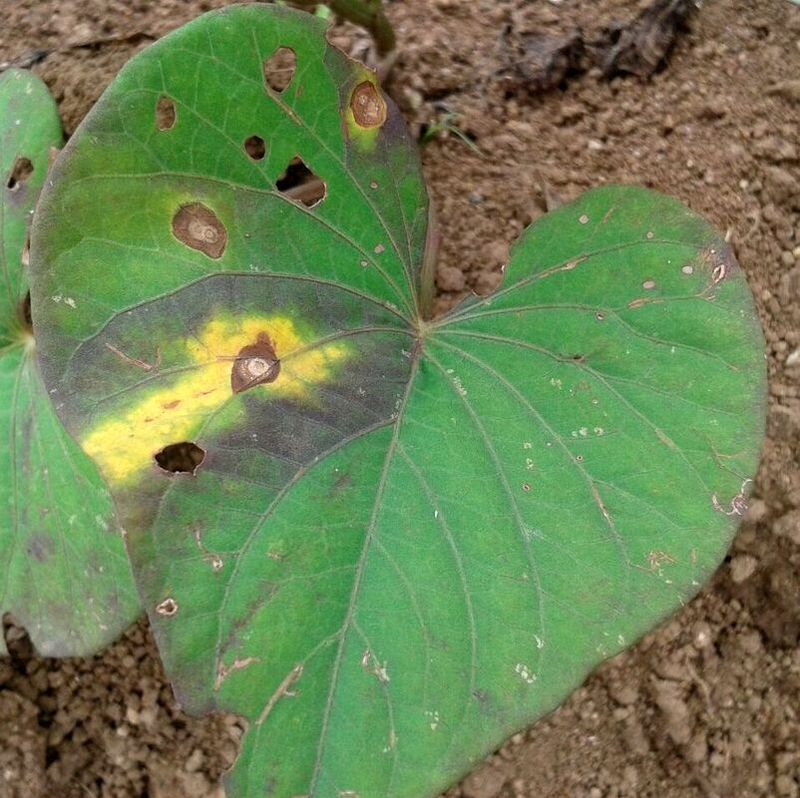 Scout For Leaf-Feeding Pests