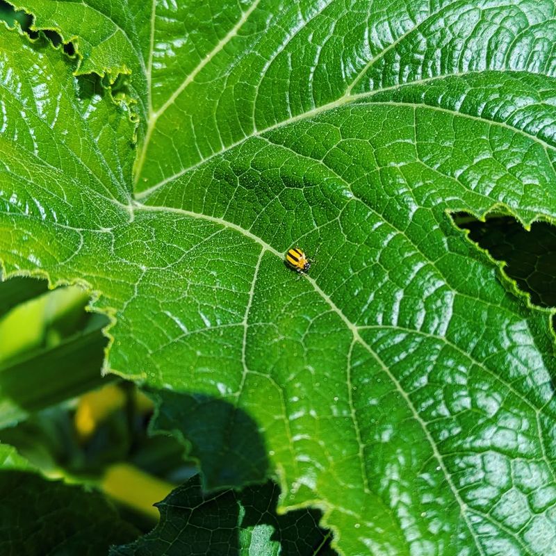 Scout For Pests Before Damage Gets Ahead