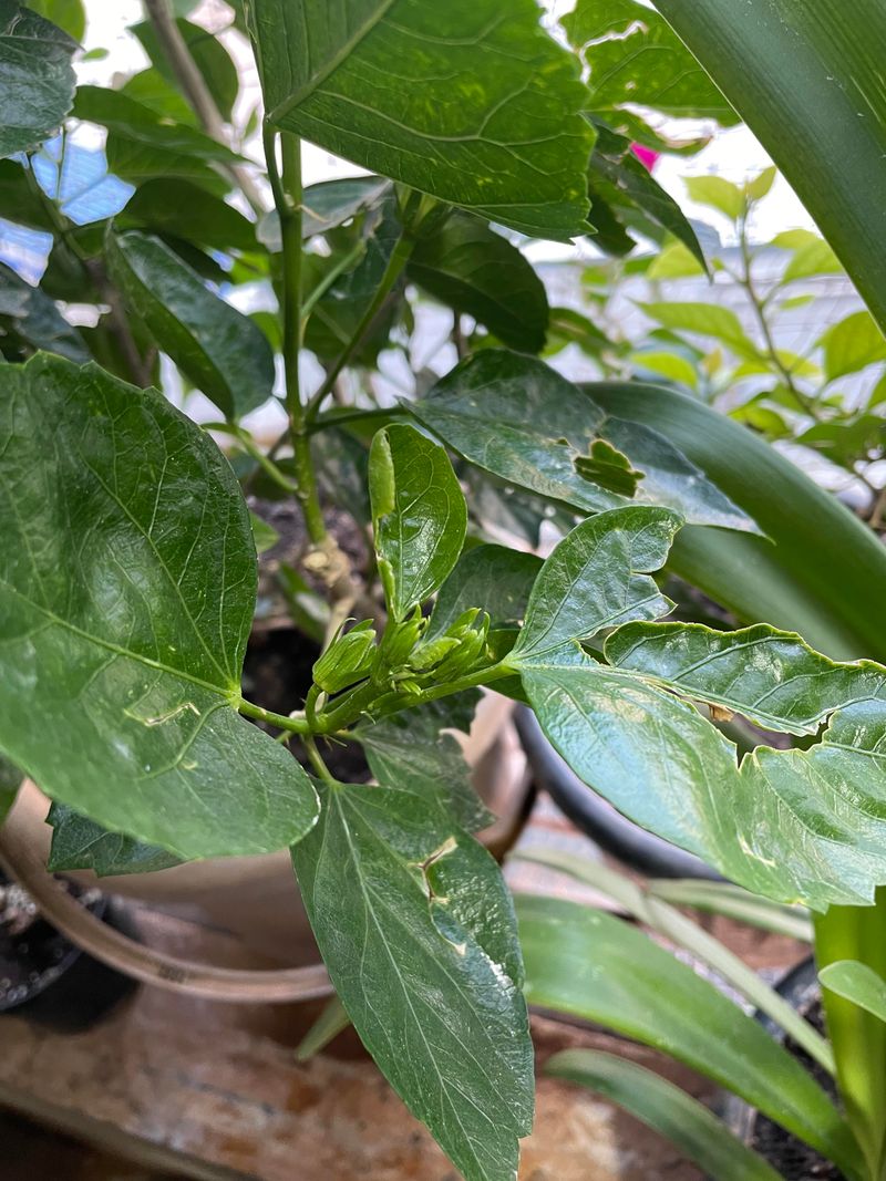 Scout For Pests Before Late-Summer Damage Spreads Scout For Pests Before Late-Summer Damage Spreads