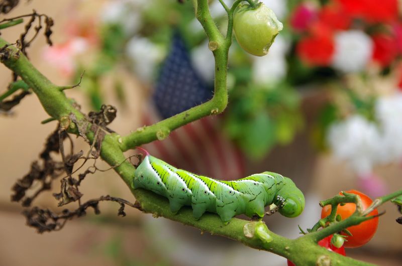 Scout Often For Insects