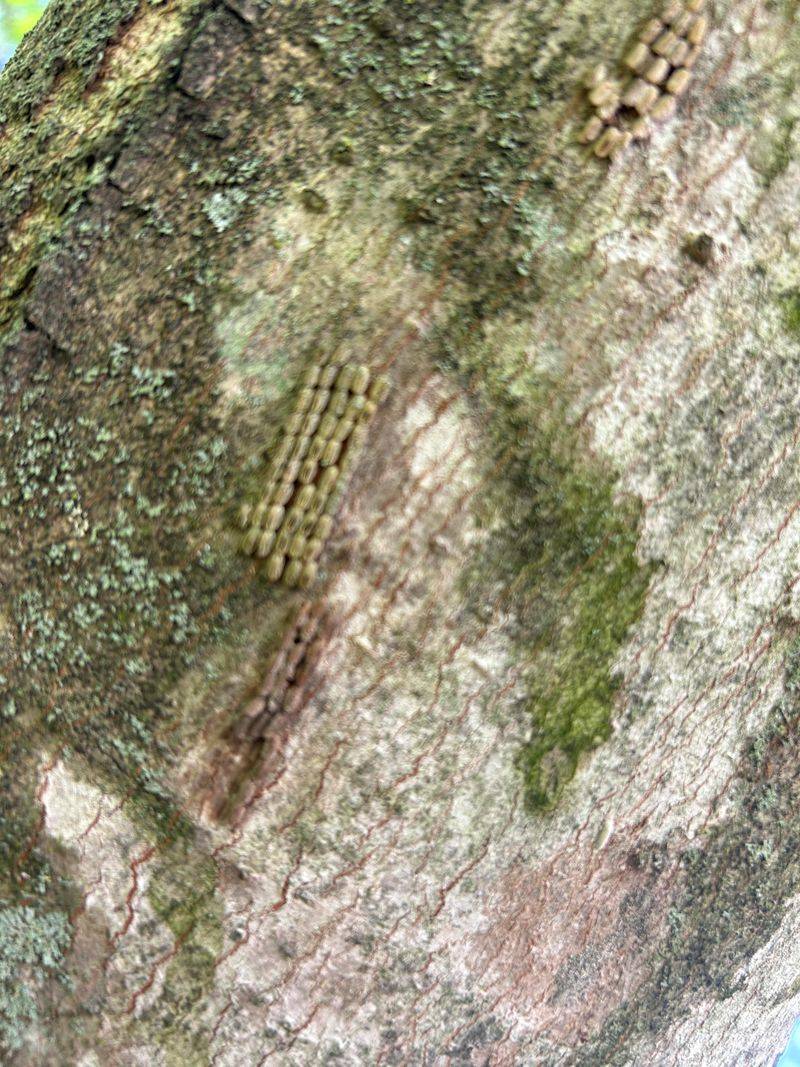 Scrape Old Egg Masses Nearby Scrape Old Egg Masses Nearby