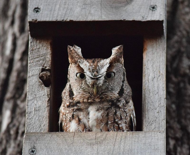 Screech-Owl Boxes Can Help In The Right Habitat Screech-Owl Boxes Can Help In The Right Habitat