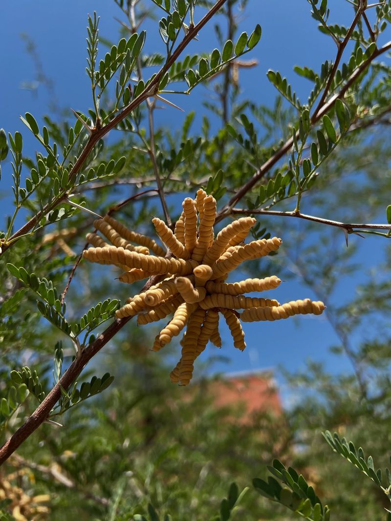 Screwbean Mesquite Can Be Shaped For Better Structure Screwbean Mesquite Can Be Shaped For Better Structure