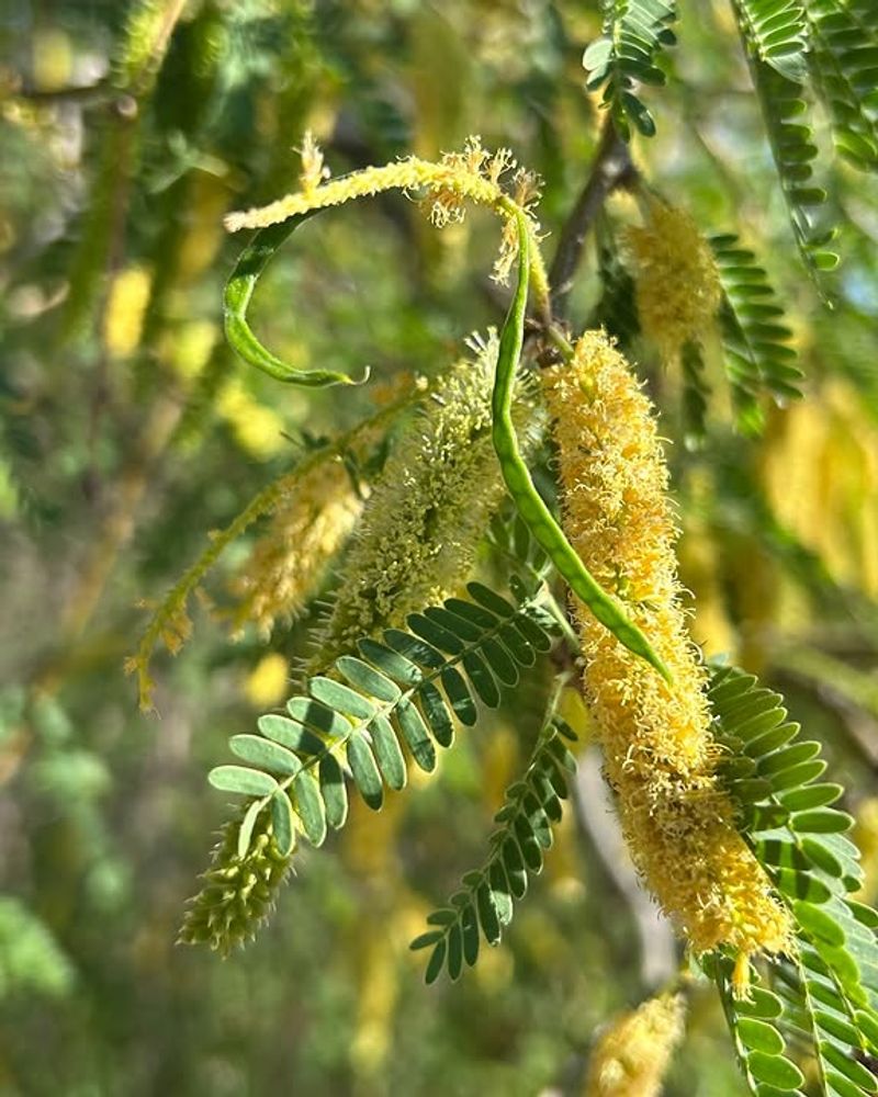 Screwbean Mesquite Flakes As Branches Age