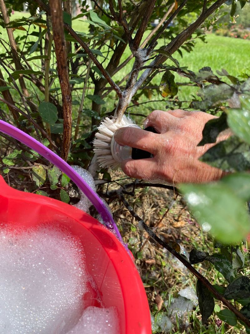 Scrubbing Small Infestations Can Help