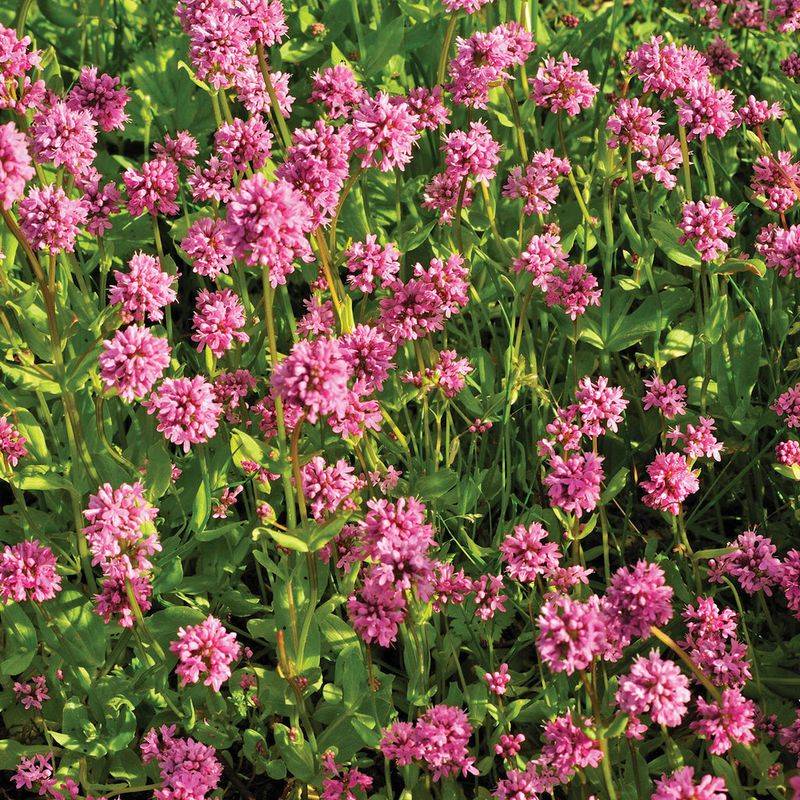 Sea Blush Turns Sunny Bare Patches Into Soft Native Color