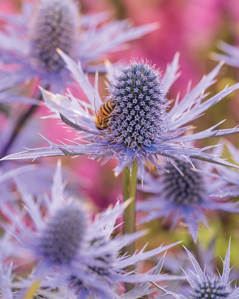 Sea Holly Brings Sculptural Blooms Without Dahlia-Level Care