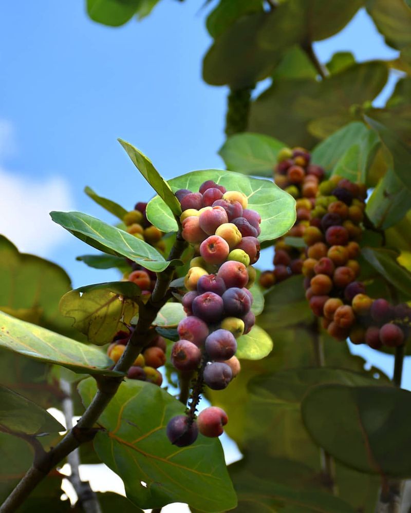 Seagrape Gives Coastal Gardens A Native Fruit Crop Seagrape Gives Coastal Gardens A Native Fruit Crop