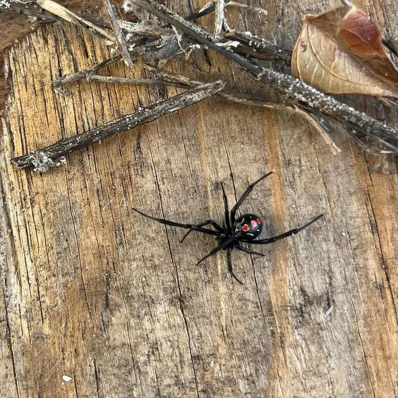 Seal Gaps Around Foundations Where Prey And Spiders Gather