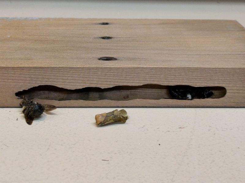 Seal Redwood Boards Before Weathering