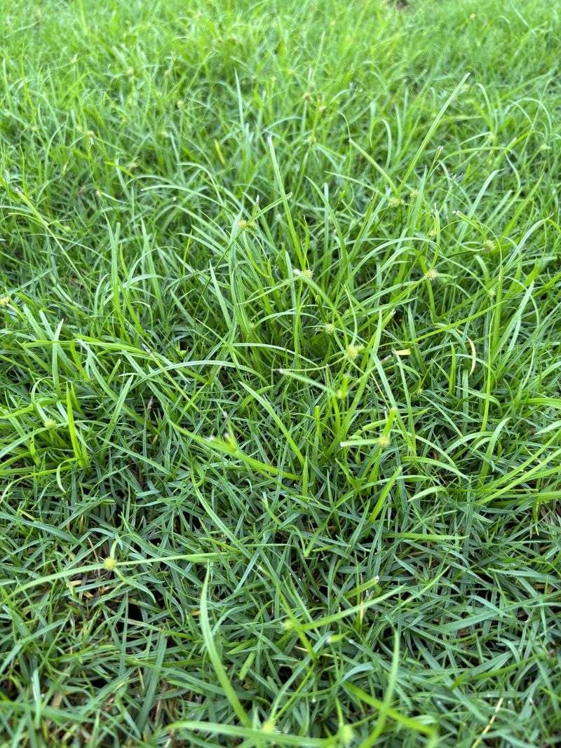 Seashore Paspalum Grows Well In Coastal Areas