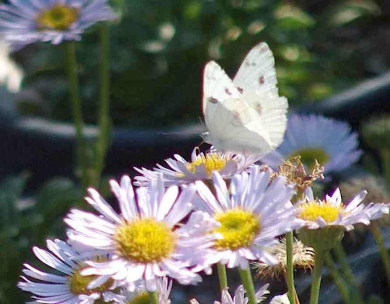 Seaside Daisy