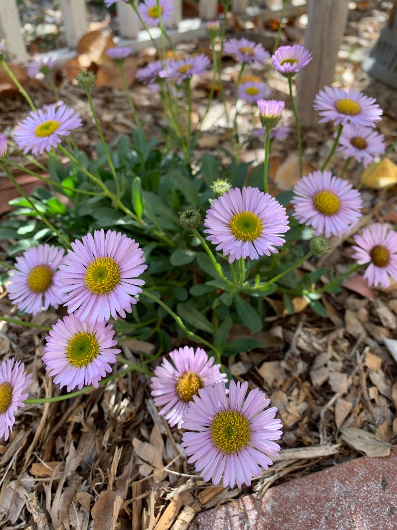 Seaside Daisy Fills Gaps With Easy Coastal Color