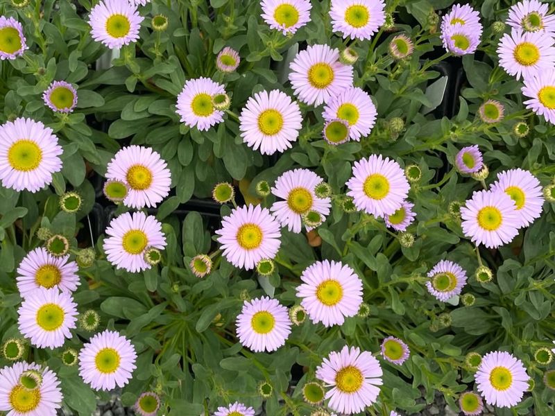Seaside Daisy Seaside Daisy