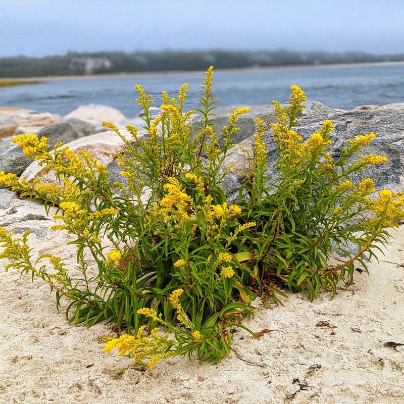 Seaside Goldenrod Brings Late Summer Strength To Sunny Beds Seaside Goldenrod Brings Late Summer Strength To Sunny Beds