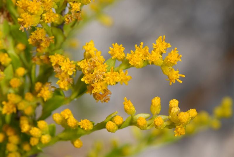 Seaside Goldenrod Holds Strong In Hot Coastal Beds