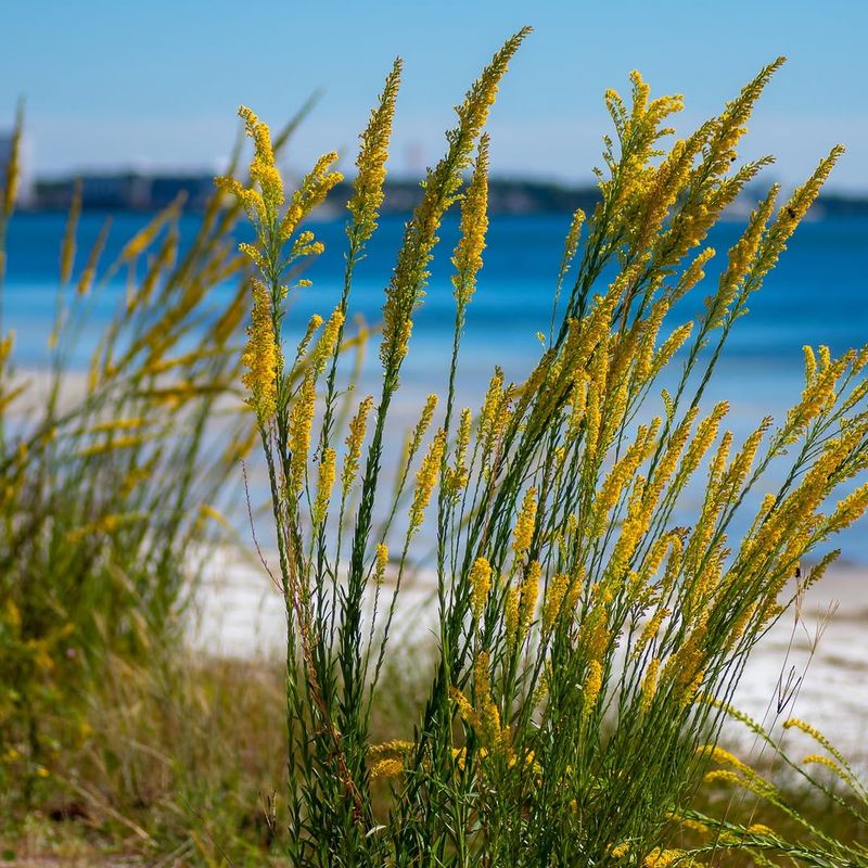 Seaside Goldenrod Settles Into Sunny Beds Before Fall Bloom Seaside Goldenrod Settles Into Sunny Beds Before Fall Bloom