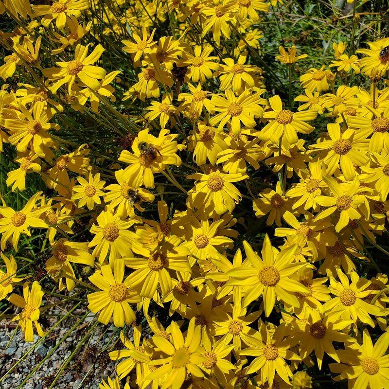 Seaside Woolly Sunflower Adds Golden Color To Dry Borders