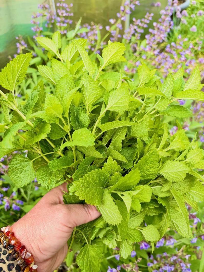 Seasonal Care And Pruning For Peak Performance Seasonal Care And Pruning For Peak Performance
