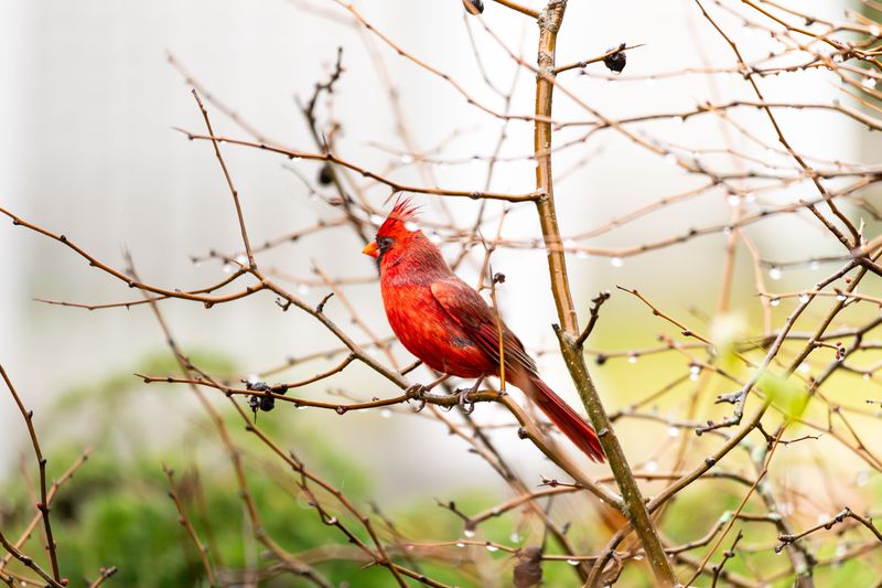 Seasonal Changes Influence How Often Cardinals Appear In Your Yard