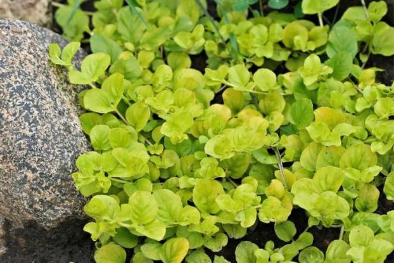 Seasonal Color That Brightens Up Your Yard All Year
