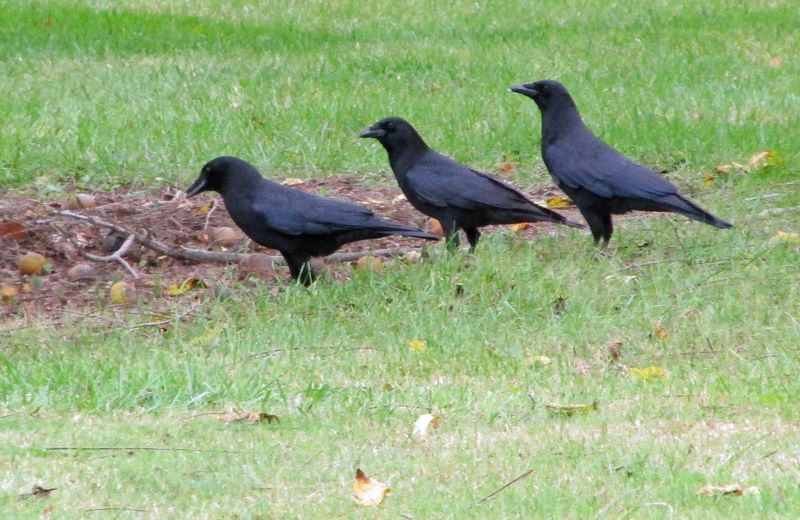 Seasonal Crow Behavior May Be Picking Up Seasonal Crow Behavior May Be Picking Up