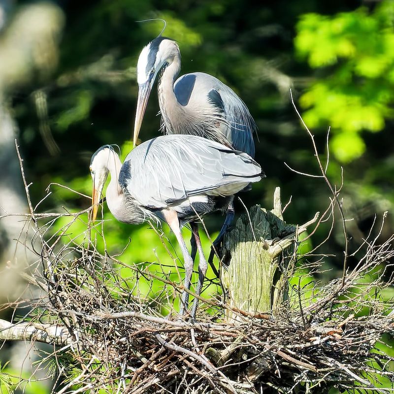 Seasonal Migration Or Nesting Activity Seasonal Migration Or Nesting Activity