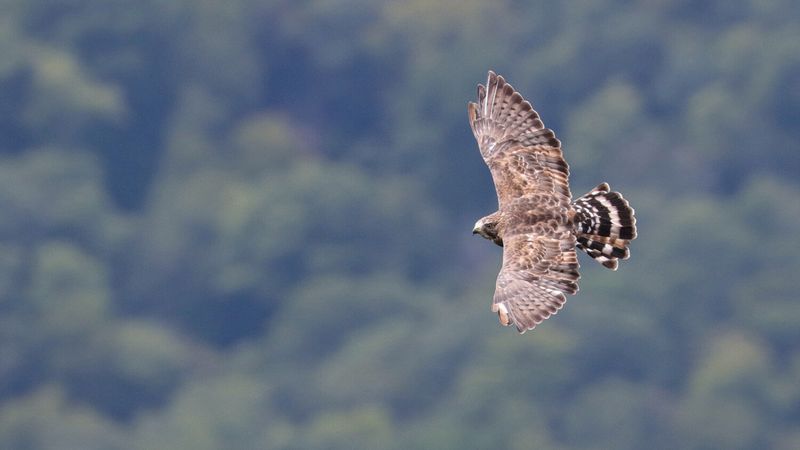 Seasonal Or Migratory Activity