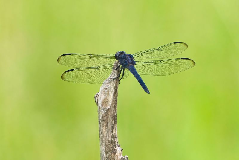 Seasonal Patterns Explain When And Why Dragonflies Appear In Tennessee