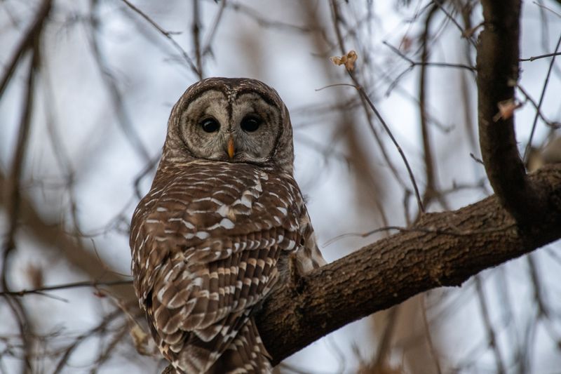 Seasonal Patterns When And Why Owl Activity Increases Near Homes
