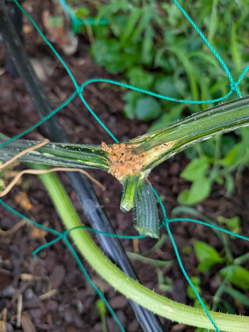 Secondary Damage From Disease Secondary Damage From Disease